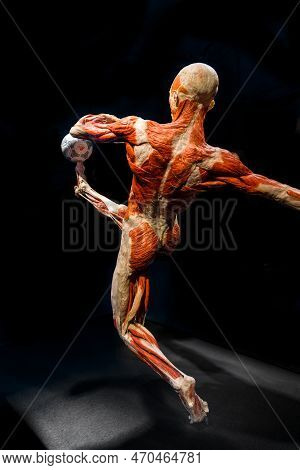 Moscow, Russia - May 05, 2021: Famous Anatomy Exhibition Body Worlds Where Plastinated Bodies Are Ex