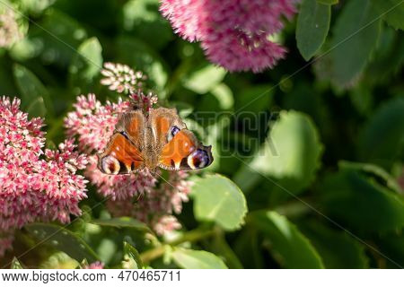 A Peacock Butterfly Is Eating On A Pink Sedum Flower - Hare Cabbage. A Flowerbed With Flowers Pollin