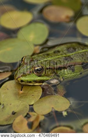 Natural Vertical Closeup On A European Green Frog, Pelophylax Species, Sitting In A Pond