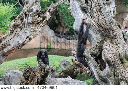 Splendid Exemplar Of Monkey In A Naturalistic Environment.