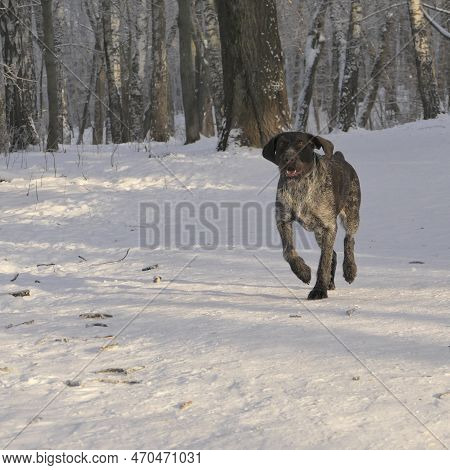 Hunting Dog Of The German Breed Drathaar In The Winter In The Forest. High Quality Photo