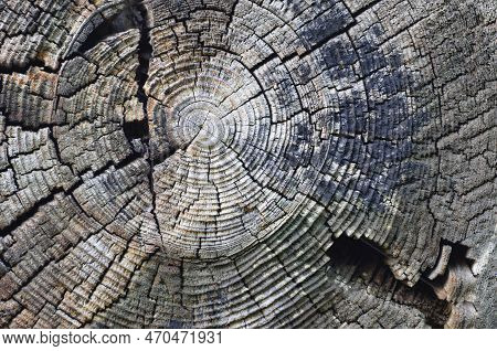 Natural Weathered Grey Taupe Brown Stump Cut Cross Section, Tree Trunk Growth Annual Rings Texture P