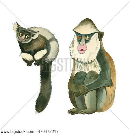 Monkeys. A Set Of Watercolor Drawings Of A Gibon Monkey With A Fluffy Tail And Mona Monkey Hand-draw