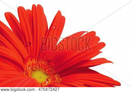 Red Gerbera Daisy Flower In Full Bloom, Blooming Head Petals Perspective View, Large Detailed Isolat