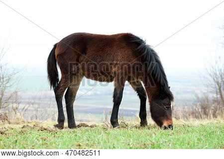 Adorable Dark Horse Grazing Outdoors. Lovely Domesticated Pet