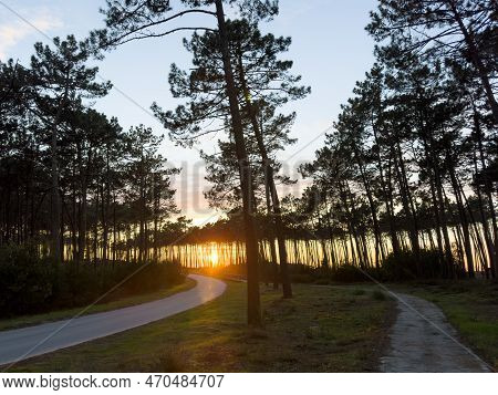 View Of Pine Trees Forest At Sunset. Sunset Over The Trees Near The Atlantic Coast In Maceda, Ovar -