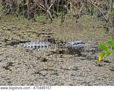 Alligator At Six Mile Cypress Slough Preserve Florida