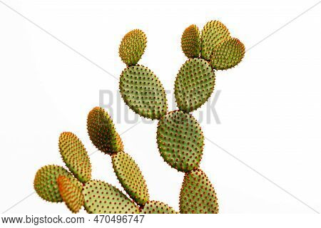 Orange Bunny Ears Cactus Isolated On White Background