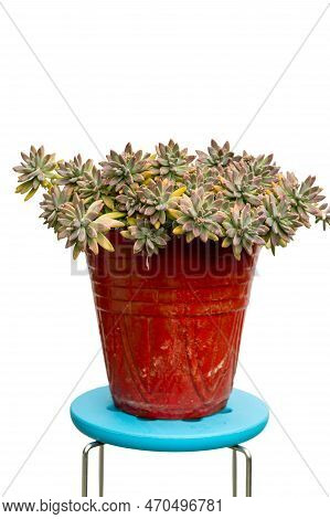 Graptosedum Succulents In Red Pot Isolated On White Background