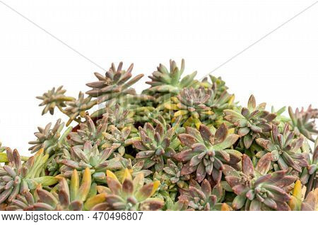 Beautiful Sedum Succulents With Copy Space Isolated On White Background