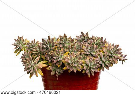 Graptosedum Succulents In A Pot Isolated On White Background
