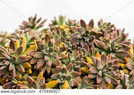 Graptosedum Changed Color Due To Stress In Winter