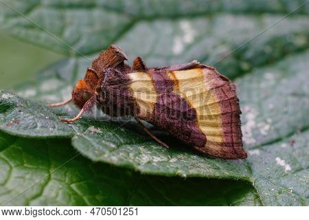 Detailed Natural Closeup Of The Colorful Green Burnished Brass Owlet Moth, Diachrysia Chrysitis Sitt