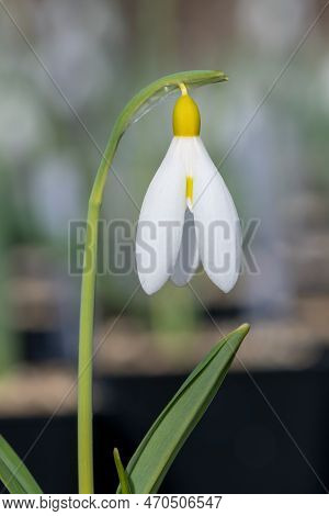 Pleated Snowdrop (galanthus Plicatus) Flower
