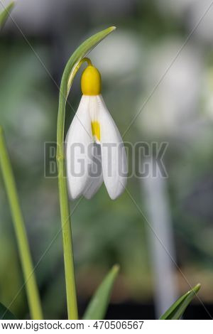 Pleated Snowdrop (galanthus Plicatus) Flower
