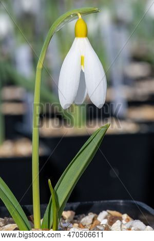 Pleated Snowdrop (galanthus Plicatus) Flower
