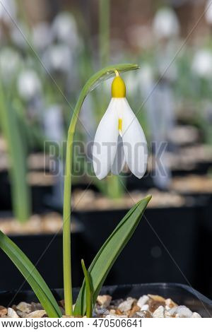 Pleated Snowdrop (galanthus Plicatus) Flower