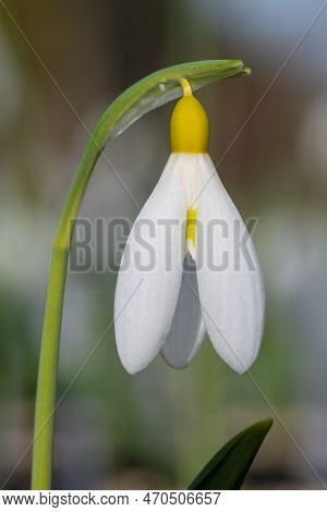 Pleated Snowdrop (galanthus Plicatus) Flower