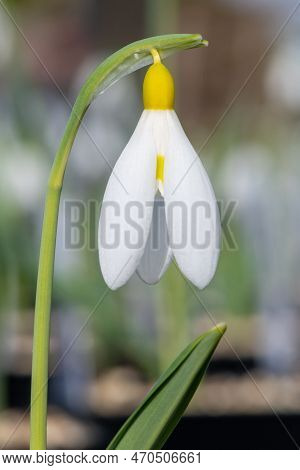 Pleated Snowdrop (galanthus Plicatus) Flower