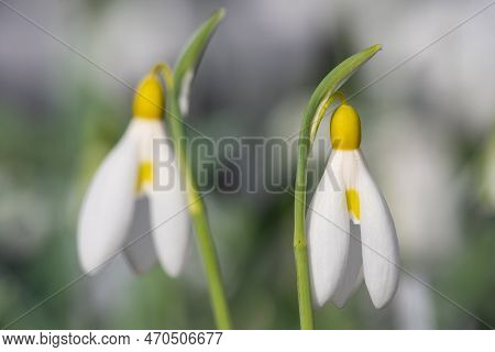 Pleated Snowdrops (galanthus Plicatus) Flowers