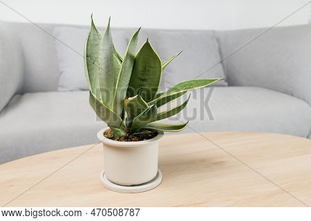 Sansevieria Dwarf Varieties In Minimalist White Ceramic Pots. Dracaena Trifasciata Golden Hahnii