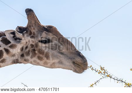 Telephoto Shot Of An Angolean Giraffe In Etosha Naitonal Park, Namibia.
