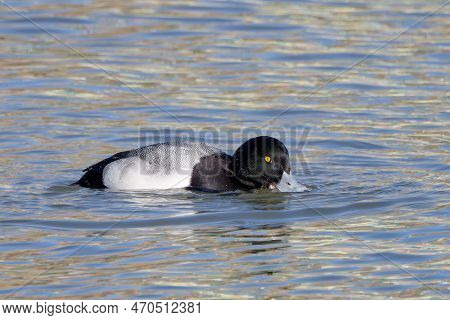 The Greater Scaup (aythya Marila) Diving Duck, Migrating Bird On Lake Michigan In The Winter