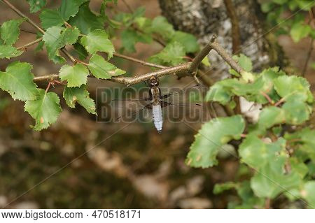 Natural Closeup On A Blue Male Broad Bodied Chaser Dragonfly, Libellula Depressa, Hanging In The Veg