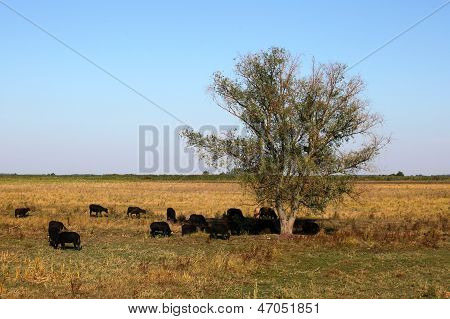 Avrupa bizonlar otlatma