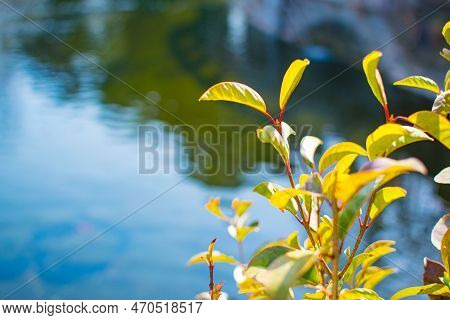 Green Leaves Sprouting New Leaves