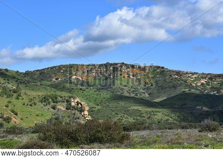 Foothills Of Irvine Regional Park In Orange County With California Poppies Beginning To Bloom.