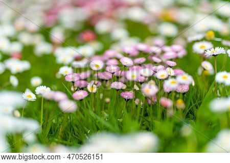 Beautiful Meadow In Springtime Full Of Flowering White And Pink Common Daisies On Green Grass. Daisy