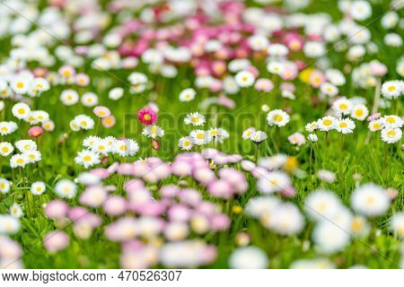 Beautiful Meadow In Springtime Full Of Flowering White And Pink Common Daisies On Green Grass. Daisy