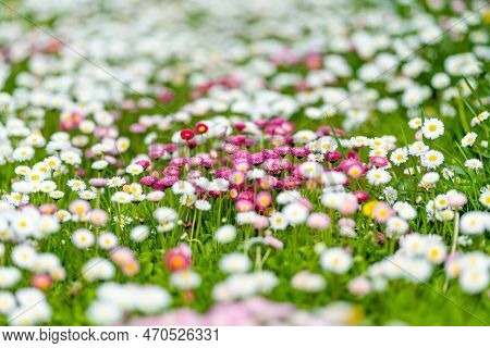Beautiful Meadow In Springtime Full Of Flowering White And Pink Common Daisies On Green Grass. Daisy