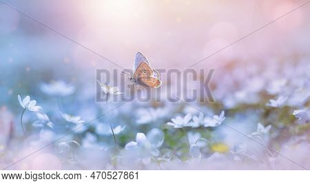 Butterfly On A Delicate White Spring Flower In The Spring In The Rays Of Transparent Sunlight Of The