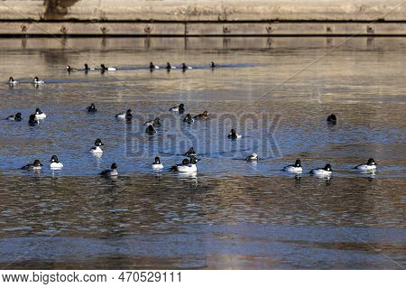 Flock Of Common Goldeneye (bucephala Clangula) And Greater Scaup (aythya Marila) On The River