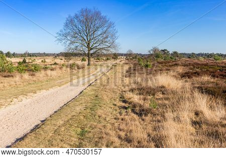 Walking Path Through The Heather Fields Of Drents Friese Wold, Netherlands