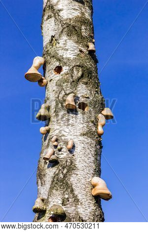 Horse Hoof Fungus (fomes Fomentarius) On A Birch Tree In Drents Friese Wold, Netherlands