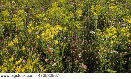 Southern Urals, Blooming Jacobaea Erucifolia In The Meadow.