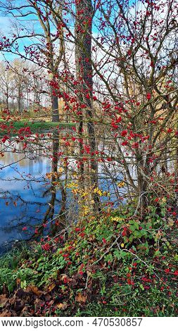 Red Small Berries On The Branches Of Bush In Autumn Next To Small Pond In The Forest.