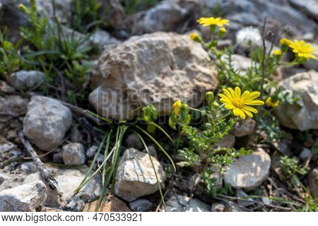 Yellow Wildflowers Camphor Weed (heterotheca Subaxillaris) Bloom On The Shores Of A Lake In Rishon L