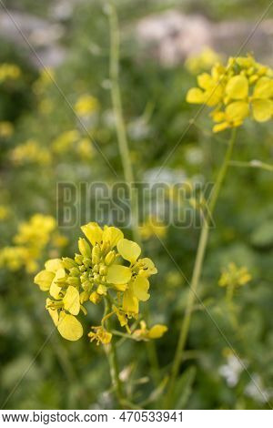 Diplotaxis Flowering Rapeseed Canola Or Colza In Latin Brassica Napus, Plant For Green Energy And Oi