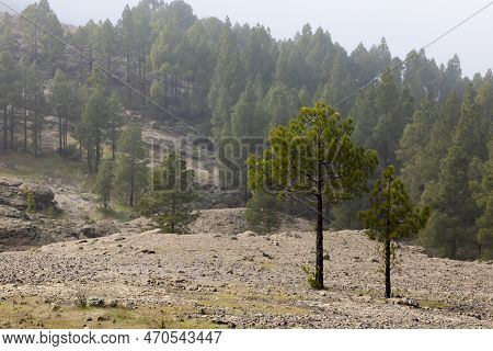 The Sentinel Trees: Guarding The Misty Forest