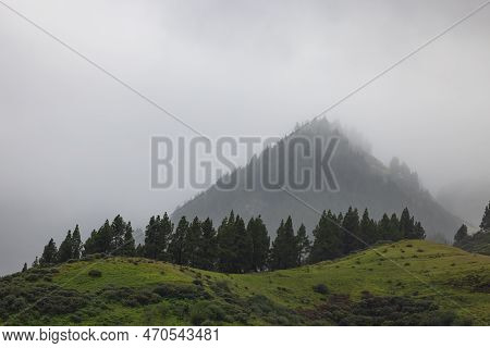 The Mountain's Reach: Above The Clouds And Below The Trees