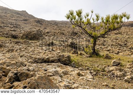 Solitude In The Rockies: A Lone Tree On The Mountain Side