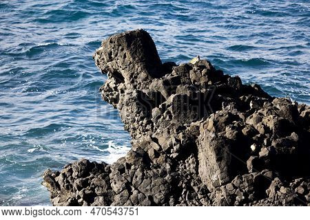 Rocks And Ocean: A Bird Perches On An Ocean Rock Formation On A Clear Day