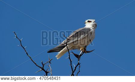 Black-shouldered Kite (elanus Caeruleus) Kgalagadi Transfrontier Park, South Africa