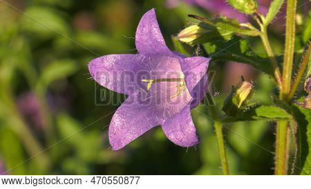 Southern Urals, Blooming Nettle-leaved Bellflower (campanula Trachelium) In The Meadow.