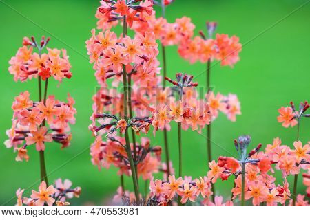 Blooming Plant Primula Proliferae