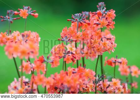 Blooming Plant Primula Proliferae